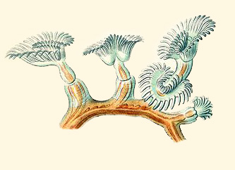 File:Plumatella repens from Haeckel Bryozoa drawing Commons2.jpg