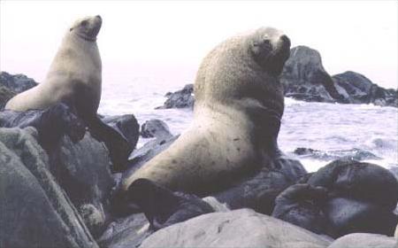 File:Steller sea lions (Eumetopias jubatus) on rocks.jpg