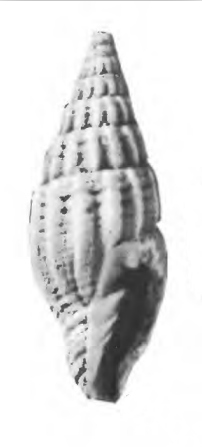 Vexillum gembacanum 001.jpg