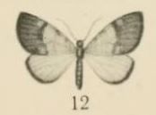 Aurevilius, 1910. Pl.2-12-Hydrelia ericinellae.JPG