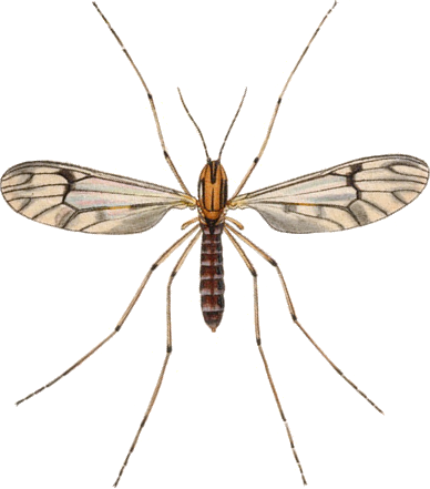 File:Dixa nebulosa adult John Curtis British Entomology 409.png
