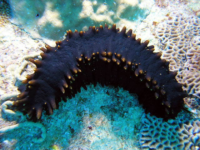 File:Sea cucumber at Pulau Redang.jpg
