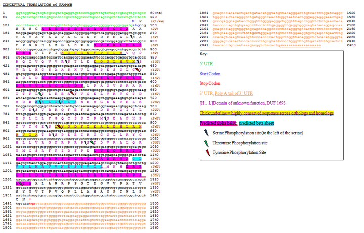 Conceptual translation and key for FAM46B