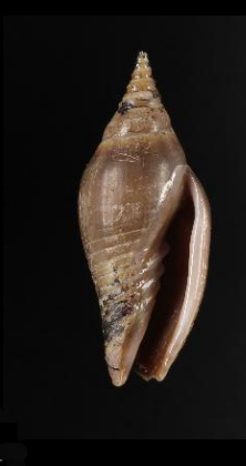 Imbricaria bantamensis 001.jpg