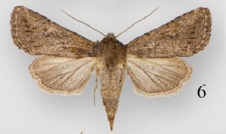 Protorthodes eureka female.jpg