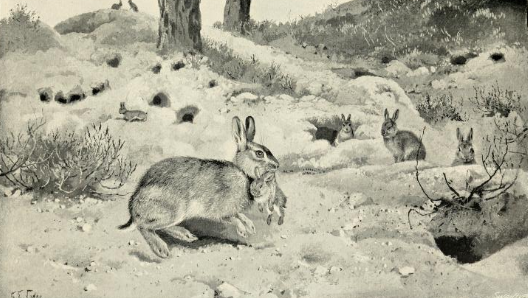 File:The Rabbit (1898) 'Maternal instinct'.png