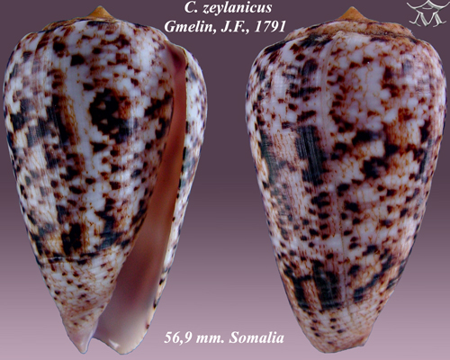 File:Conus zeylanicus 3.jpg