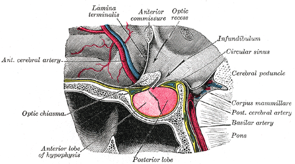 File:Grays pituitary.png