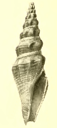 Knefastia nigricans 001.jpg