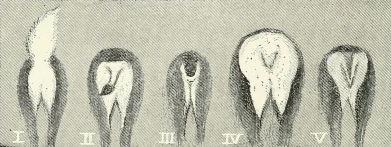 File:Life Histories of Northern Mammals (1909) Cervidae tails.png