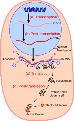 Proteinsynthesis.png