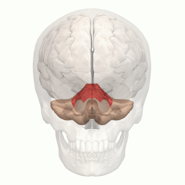 File:Anterior lobe of cerebellum -- animation.gif
