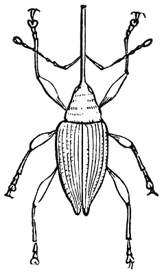 Balaninus nasicus illustration.png