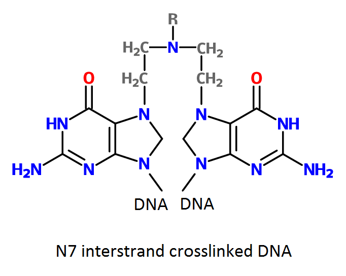 File:Cross-linked DNA by nitrogen mustard.png