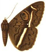 Cyligramma magus female.JPG