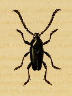 Lissonotus flabellicornis.JPG