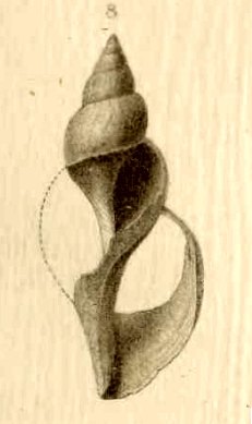 Phymorhynchus alberti 001.jpg