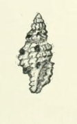 Pseudodaphnella excellens 001.jpg