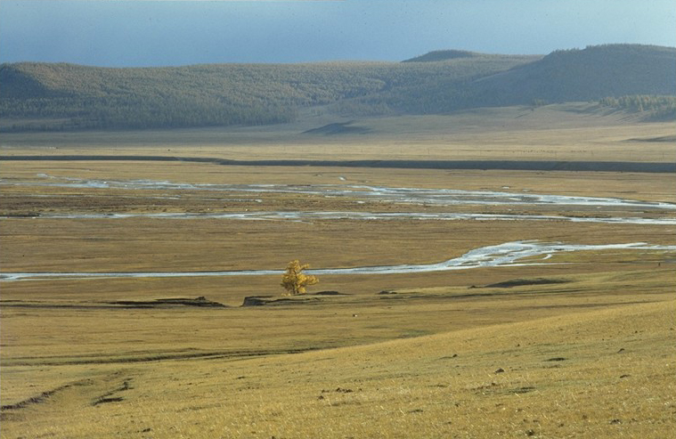 File:Tree on the Mongolian steppe (June 1997).jpg