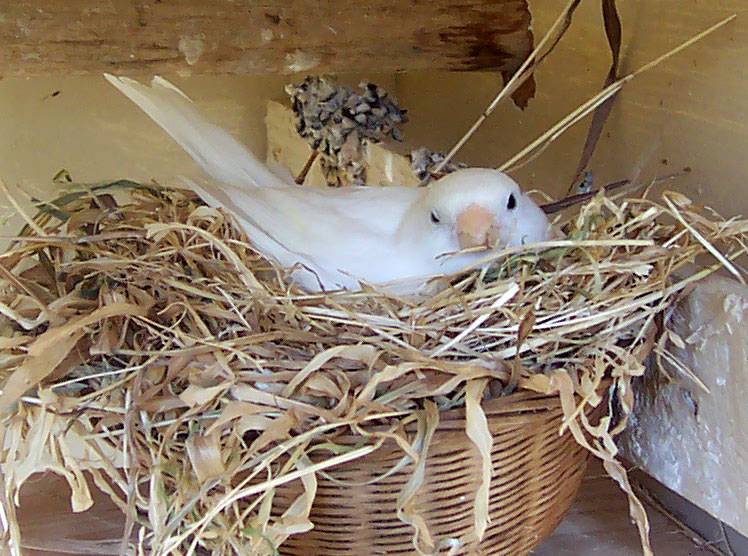 File:Canary nesting.jpg