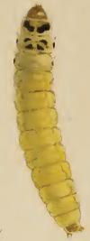 Coleophora albicosta larva.JPG