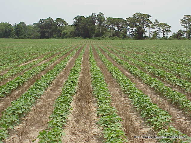 File:Cotton Production in the North Carolina Coastal Plain.jpg
