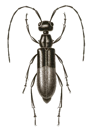 File:Pseudocephalus monstrosus.PNG