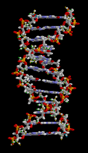 File:DNA animation.gif