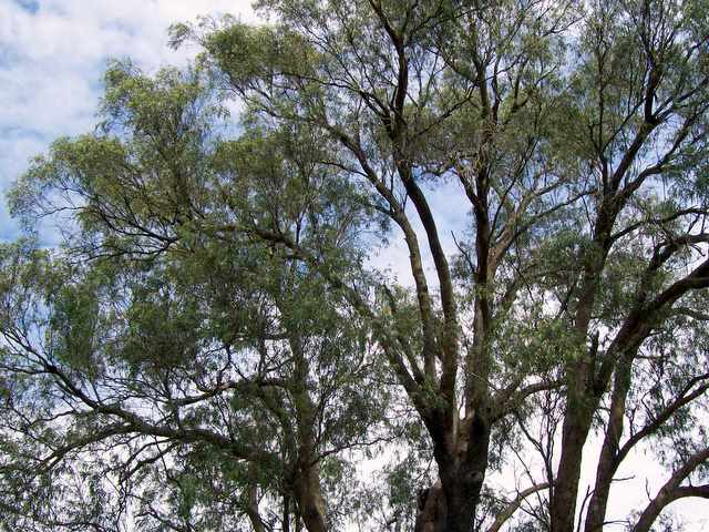 File:Eucalyptus macarthurii Bowral.jpg