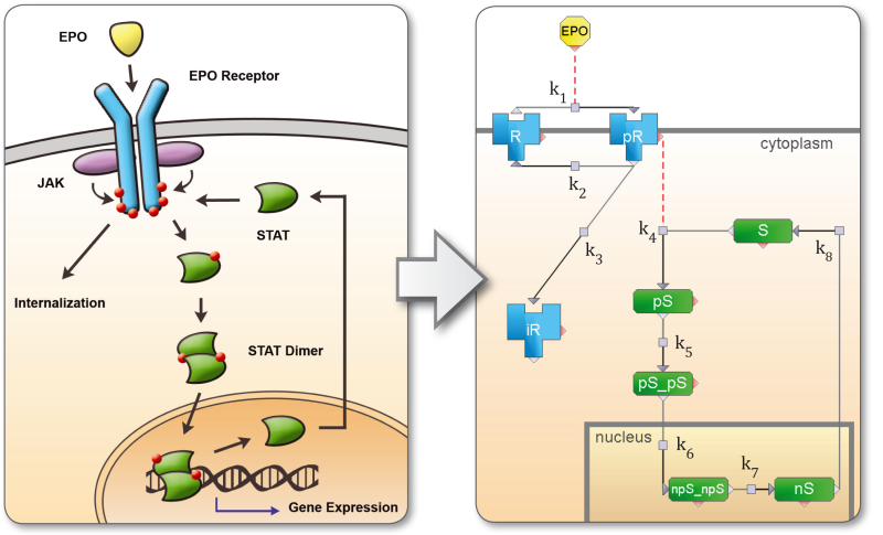 Formalization-of-Jak-Stat-Pathway.png