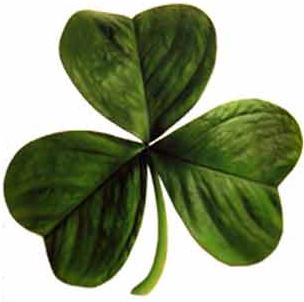 File:Irish clover.jpg