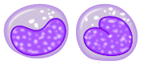 Monocyte.png