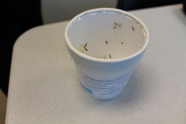 File:Mosquitoes in cup.jpg