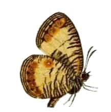 Physcaeneura pione1.JPG