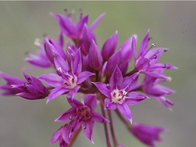 File:Allium Bisceptrum.jpg