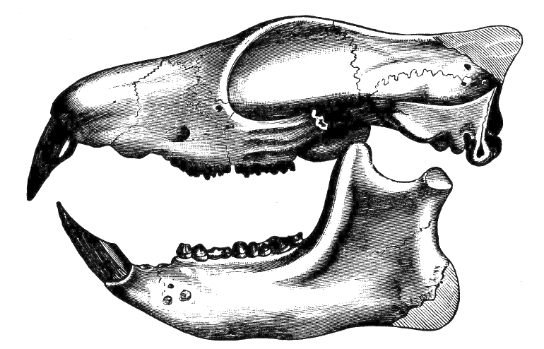 File:Cambridge Natural History Mammalia Fig 247.png