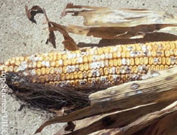 Figure 1: Fusarium ear rot, caused by the fungi Fusarium verticillioides and F. proliferatum, may typically be a more common ear rot of corn. Source: UIUC available at: http://www.extension.umn.edu/cropenews/2007/07MNCN42.html