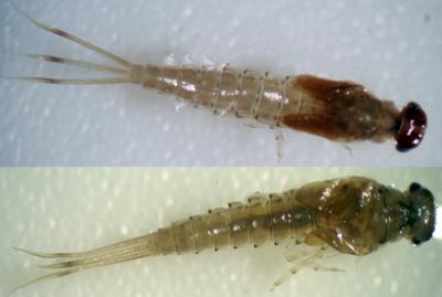 File:Labiobaetis soldani Larvae.jpg