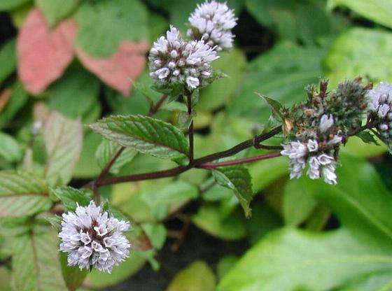 File:Mentha-piperita.JPG