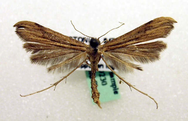 File:Oidaematophorus vafradactylus2.JPG