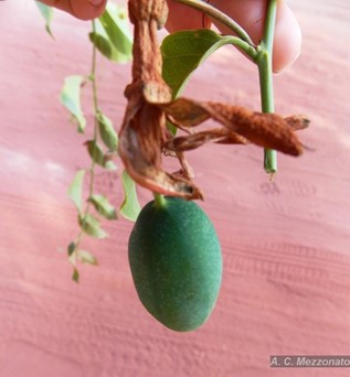 File:Passiflora glandulosa fruit.jpg