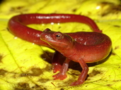 Bolitoglossa cathyledecae Holotype Thumbnail.jpg