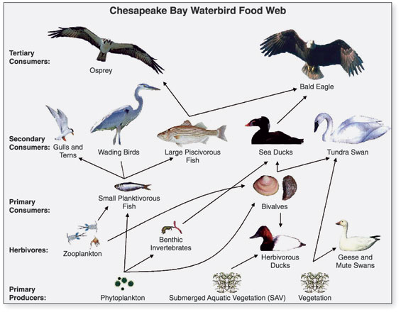 File:Chesapeake Waterbird Food Web.jpg