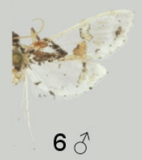 Leucinodes malawiensis male.jpg