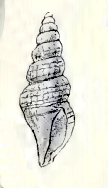 Neoguraleus amoenus 001.jpg