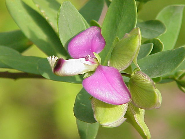 File:Polygala myrtifolia0.jpg