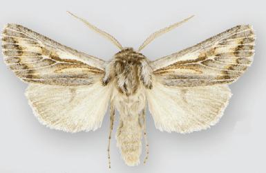 File:Protogygia pectinata (male).JPG
