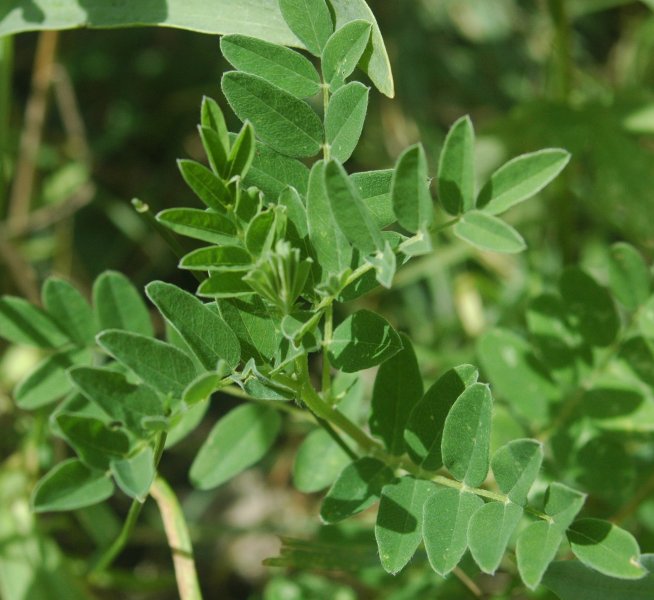 File:Astragalus membranaceus.jpg