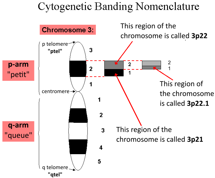 File:Cytogenetic Banding Nomenclature.png