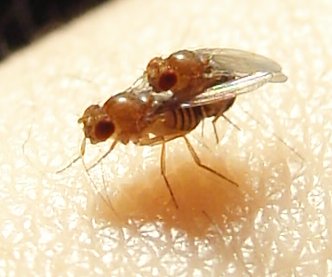 File:Drosophila.melanogaster.couple.2.jpg